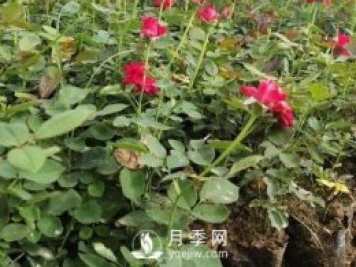月季苗栽培、養(yǎng)護(hù)、銷售日歷