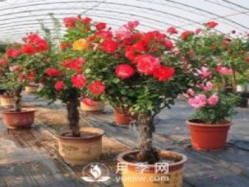 盆栽樹狀月季花養(yǎng)殖方法如下