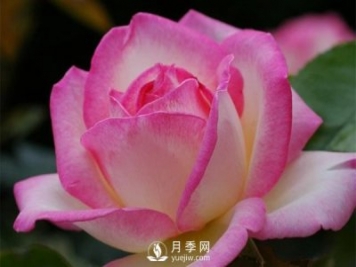 滅蚊器可以殺死月季上的蚜蟲嗎？月季蚜蟲防治方法