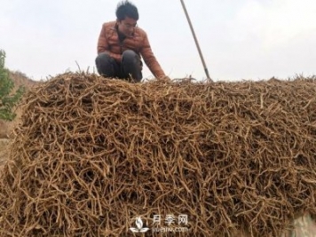 收購加工中藥材一年純利潤100多萬元，比種藥材要強多了