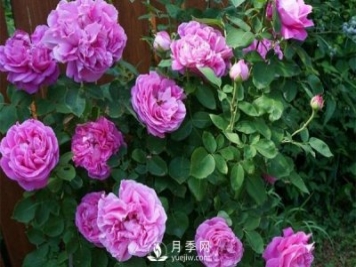 月季花花苞有綠色小蟲怎么辦？
