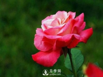 為什么有些苗木能抗得過冬季的嚴(yán)寒，卻抗不過早春的倒春寒？