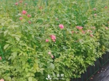 什么時(shí)候適合種月季，這樣做提高月季成活率