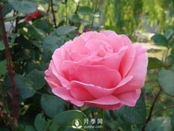 月季人稱花中皇后，盆栽月季開花的關(guān)鍵是什么？