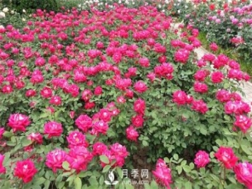 南陽月季種植基地整理分享月季扦插的小方法