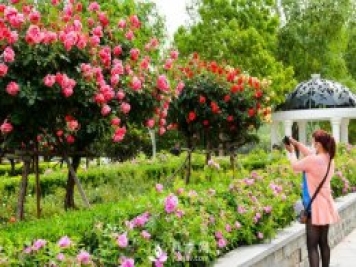樹狀月季綠化實用效果怎么樣？南陽月季樹基地告訴你