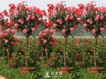 盆栽月季樹(shù)在不同成長(zhǎng)時(shí)間應(yīng)該如何修剪？