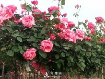 月季新葉卷曲枯萎，對癥下藥教您防治