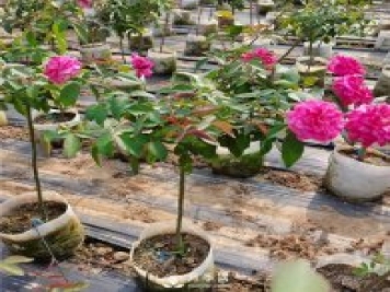 盆栽月季樹種植過程中可能涉及到的問題有哪些呢？