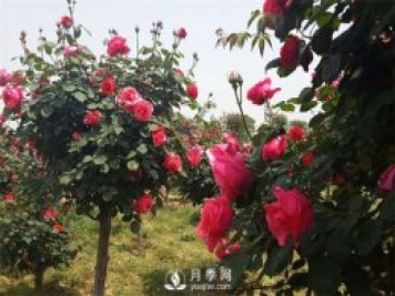 月季扦插的方法是什么？插后如何管理？