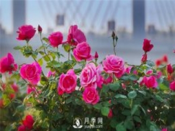 月季什么時(shí)候扦插比較好？