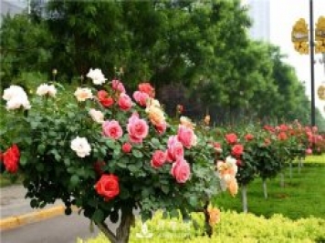 北方月季地栽過冬的方法是什么？盆栽月季樹炭疽病如何防治？