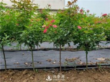 夏季怎樣提高月季的成活率？