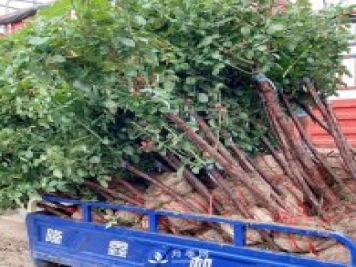 樹狀月季價(jià)格常用的月季扦插方法 冬季怎么管理月季