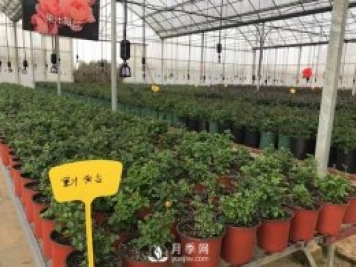 月季基地的盆栽月季已經(jīng)長成了！