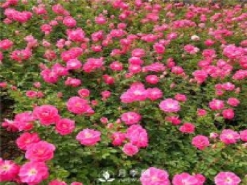 6月南陽(yáng)一年盆栽月季成焦點(diǎn)