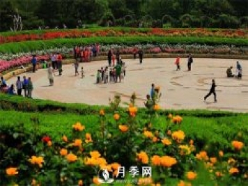 沒有了月季花，再怎么美麗的城市，都只是一座空城