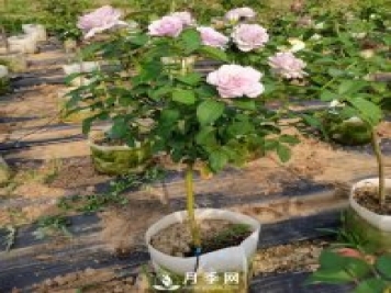 如何種植月季花苗的方法，有需要的朋友千萬不可錯過哦