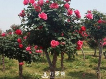 城市道路綠化植物的選擇，主要考慮藝術(shù)效果和功能效果
