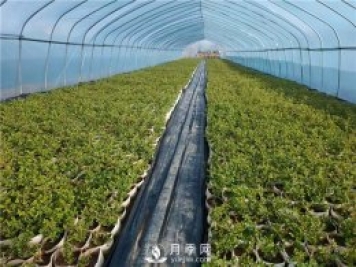 盆栽月季該怎么翻盆換土？病蟲害該怎么防治？