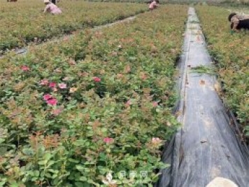盆栽月季該怎么整形修剪？