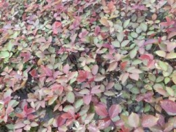 大花月季扦插技術(shù)要點是什么？
