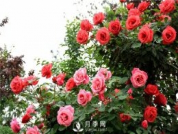 月季花白粉病的防治初期病葉應及早去除