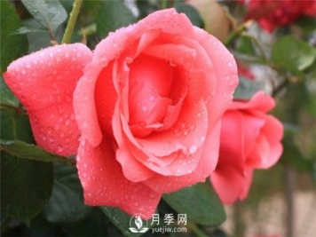 秋季園林苗木病蟲害防治知識，月季防治黑斑病