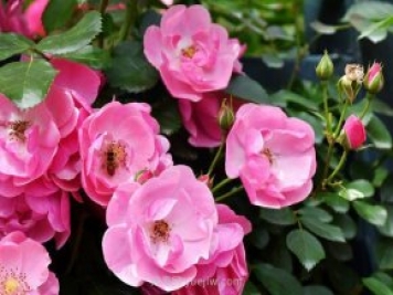 推薦4個(gè)適合新花友種植的藤本月季品種，長(zhǎng)勢(shì)強(qiáng)勁開花量大