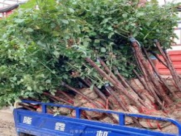 月季樹什么時候移栽最好？月季的最佳插枝時間？