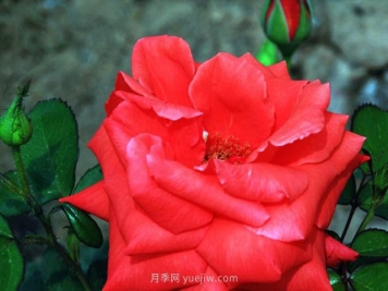 賭城月季的優(yōu)缺點(diǎn)是什么？