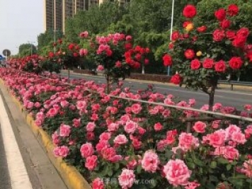 園林綠化施工五大細(xì)節(jié)要點(diǎn)，提高成活率