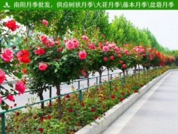 月季根瘤病的發(fā)病病癥有哪些？應(yīng)該如何防治？
