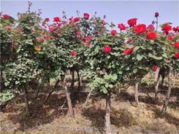 樹狀月季應(yīng)該什么時候打頂？打頂后多久會發(fā)芽？