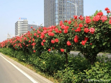 月季樹品種高貴典雅、花型花色多樣