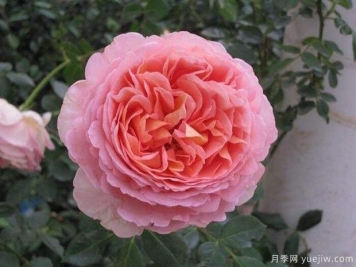亞伯拉罕達比月季的優(yōu)缺點是什么？