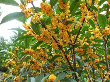 桂花盆景的養(yǎng)護(hù)要注意5個(gè)點(diǎn)，讓花香常伴左右