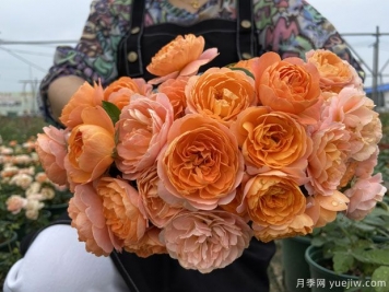 推薦5個(gè)超級(jí)勤花月季品種，季季有花賞