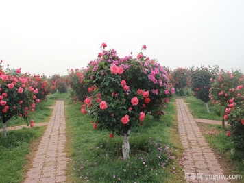 南陽(yáng)樹狀月季的培養(yǎng)與研究