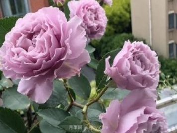 女孩子們喜愛的最美十款月季品種推薦