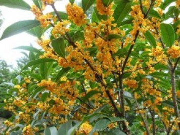 南陽(yáng)桂花樹如何栽種養(yǎng)護(hù)