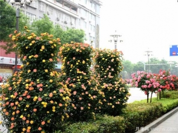 園林綠化工程中月季設(shè)計原則