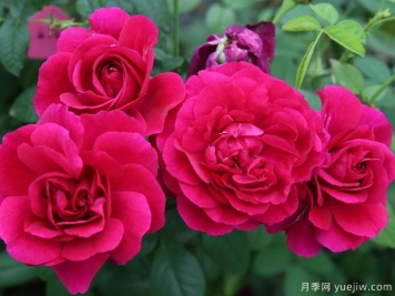 隱喻月季的優(yōu)缺點(diǎn)是什么？