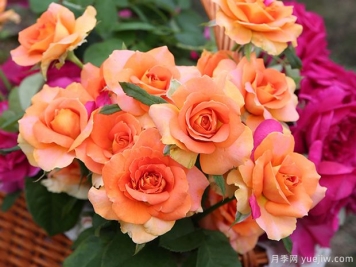 銅管樂(lè)隊(duì)月季