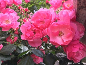 推薦16款高抗病月季品種，來自科德斯奧斯汀坦陶