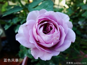 推薦5種藍(lán)色月季，網(wǎng)紅品種并且花量大花期長(zhǎng)