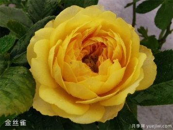 推薦十款花期最長(zhǎng)的月季品種，賞花享四季