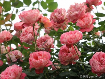 推薦5個抗病性強的藤本月季品種，新手輕松種植