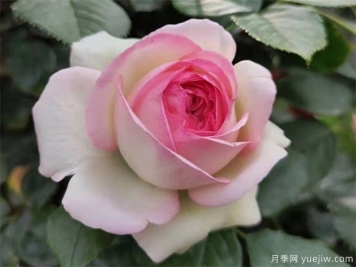 秋天月季養(yǎng)護小知識，秋季修剪和澆水與病蟲害防治