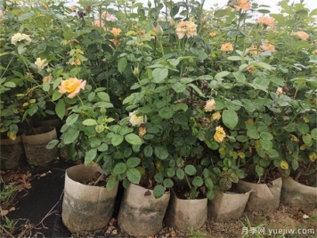 盆栽月季花如何打理？10店小細(xì)節(jié)注意